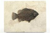 Detailed Fossil Fish (Cockerellites) - Wyoming #356745-1